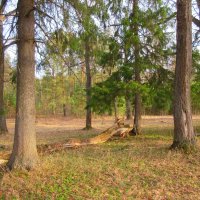 Апрельский лес :: Наталья *** Апрельский лес :: Наталья ***