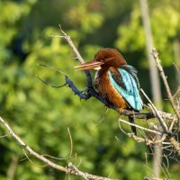 Красноклювая альциона. :: Alexander Amromin