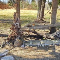 коллекция пней :: ИННА ПОРОХОВА