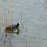 Лысуха :: Валентин Семчишин