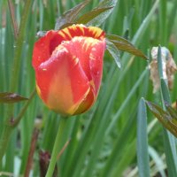 ТЮЛЬПАНЫ-1 :: Елена Куприянова 