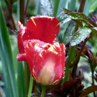 ТЮЛЬПАНЫ -3 :: Елена Куприянова 