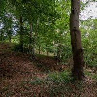 *** :: Николай Гирш