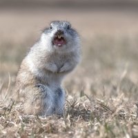 Ругается :: Марина Фомина.