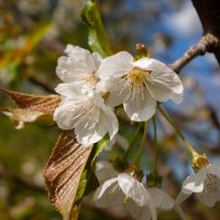Апрельское цветение... :: Николай Гирш