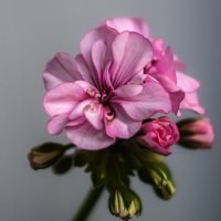 Герань на балконе. :: Николай