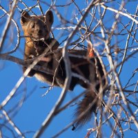Соболь :: Александр Артюхов