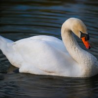 Белый лебедь :: Игорь Егоров