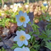 Ветреница :: Сапсан 