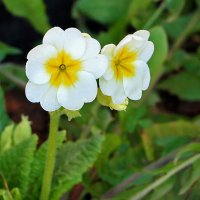 Подружки-примулки :: Светлана 