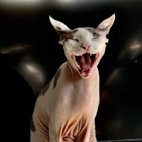 Кот Муркет :: Александр Артюхов