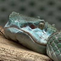 Голубая гадюка :: <<< Наташа >>>