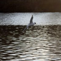 Чайка :: Дмитрий И_