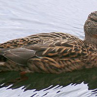 птицы в городе :: Олег Лукьянов