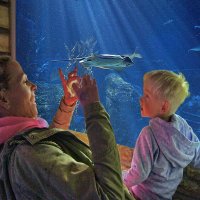 Подводный мир -4 :: irina Schwarzer