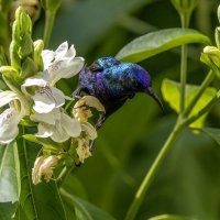 Палестинская нектарница. :: Alexander Amromin