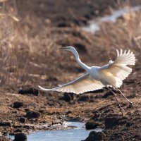 белая цапля :: Сергей Флетчер