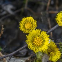 Мать-и-мачеха :: Сергей Цветков