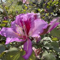 Легенда о Даре Небес -  Орхидейном дереве :: Александр Деревяшкин