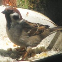 Проголодался :: Людмила Смородинская