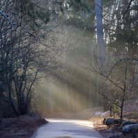 В утреннем свете...... :: Юрий Цыплятников