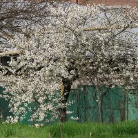 цветет вишня :: Игорь Сикорский