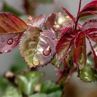 Роза распускает листву :: Игорь Сикорский