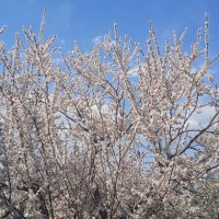 Прошлогодний апрель был куда веселей :: Елена Шаламова