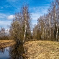 Весенняя прогулка 3. :: Андрей Дворников