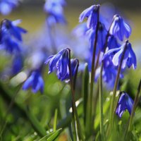 Проснутся, как прежде, в апреле .. :: Татьян@ Ивановна