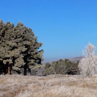 Поздняя осень.Поседевшая. :: nadyasilyuk Вознюк