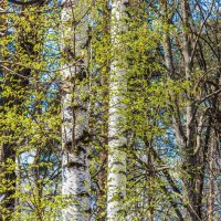 Прекрасные мгновения весны ... :: Ravile 