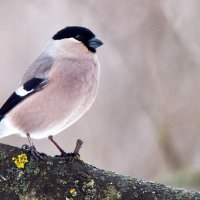 Снегирь :: Владимир Безбородов