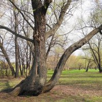 Апрельские зарисовки :: Рита Симонова