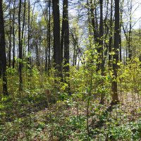 Апрельские зарисовки :: Рита Симонова