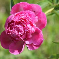 ПИОНЫ - СИМВОЛЫ НАСТУПИВШЕГО ЛЕТА... :: Валентина 