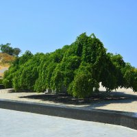 Керчь. Шелковица плакучая на мемориальном комплексе «Обелиск Славы». :: Пётр Чернега