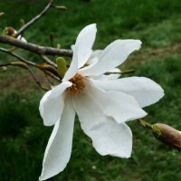 Магнолия  кобус :: Валентин Семчишин