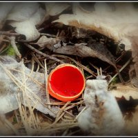 Саркосцифа :: Aleksandr Gal Саркосцифа :: Aleksandr Gal