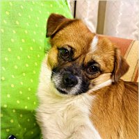 Мой сладкий. :: Валерия Комова