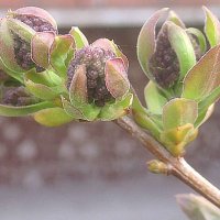 Скоро будет сирень :: Елена Семигина