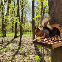 В весеннем лесу :: Ольга 