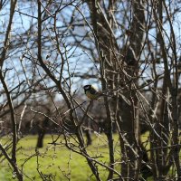 Весенние пение :: Танзиля Завьялова