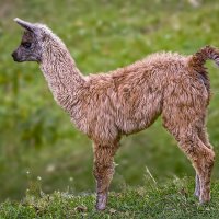 Гуанако :: Aleksey Afonin