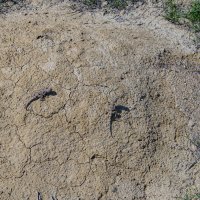 Парочка :: Анатолий Чикчирный