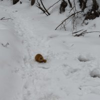 Колонок :: Anna Ivanova