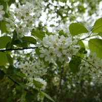 Зацвела черёмуха... :: Галина