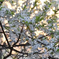 Тихим весенним вечером :: Юрий Воронов