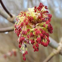 Картинка весны :: Милешкин Владимир Алексеевич 