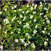 Уже и ветреница появилась! :: Лия ☼